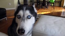 Mishka says  Facebook  - Dog Talking