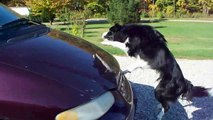 Nana the Border Collie Performs Amazing Dog Tricks