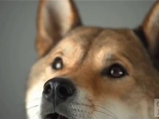 Pedigree Dogs ad shot 1000 FPS using the Phantom camera