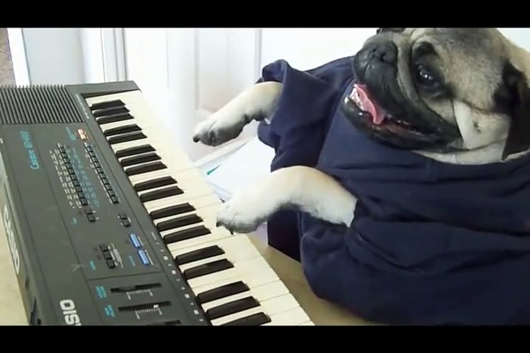 Play Him off Keyboard DOG  ORIGINAL