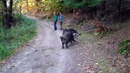 Wolf dog and boars