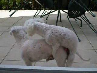 A little dog competes with Rocco!!