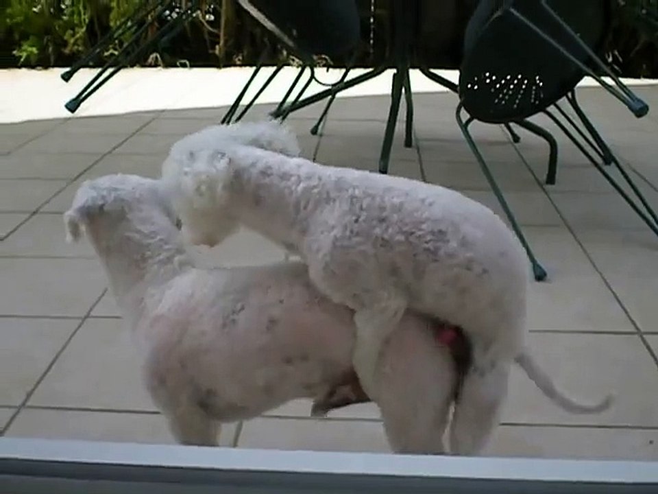 A little dog competes with Rocco!!