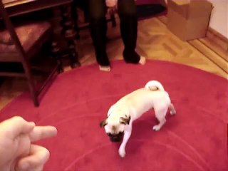 Best dog trick EVER - Play Dead with dramatic pug stumble