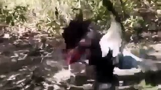 Ducks beat Chicken
