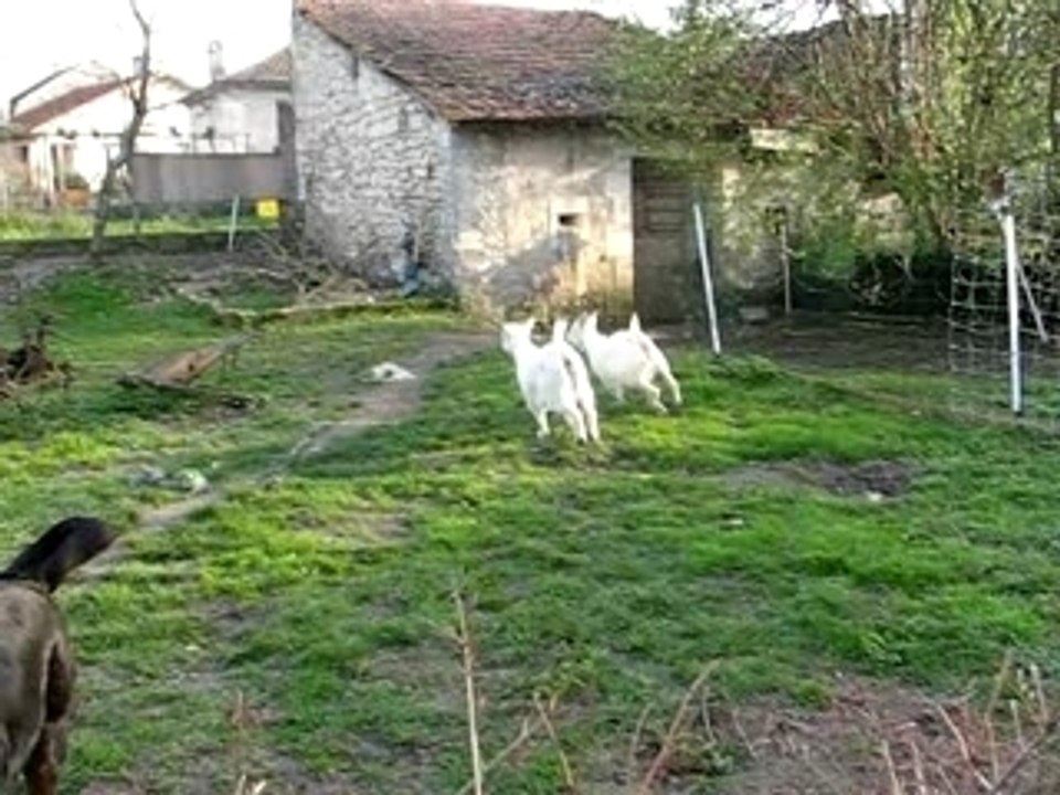 jeux de biquette