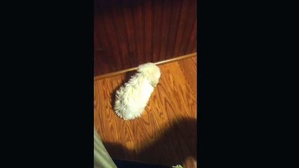 Bichon frise