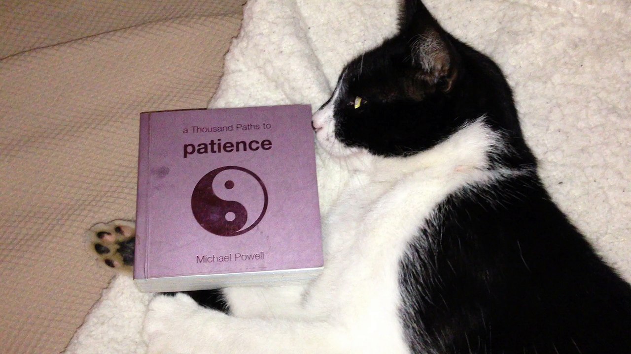 Patience Cat