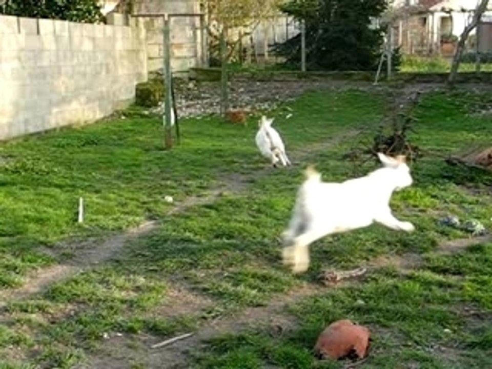 jeux de biquettes 2
