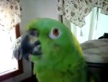 Amazon Parrot Sings Better Than Most of Us