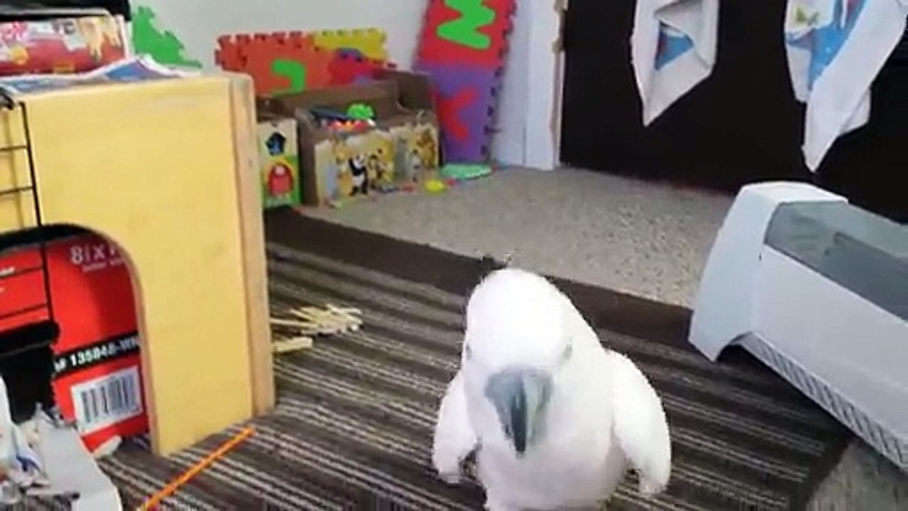 Ce perroquet devient fou et son pote le chat s'ennuie!