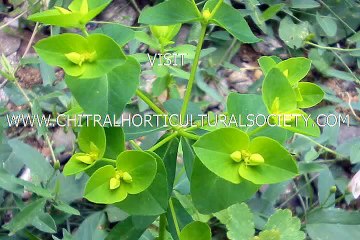 Chitrali poetry about the abundance of flowers and herbs and their beauty in the Chitral valley.