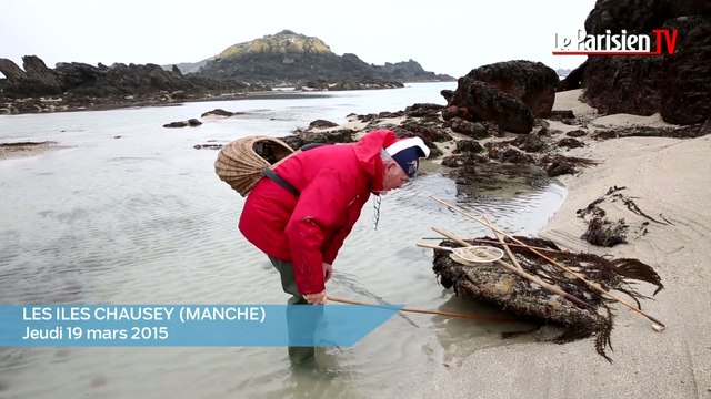 Marée du siècle : au paradis du pêcheur à pied