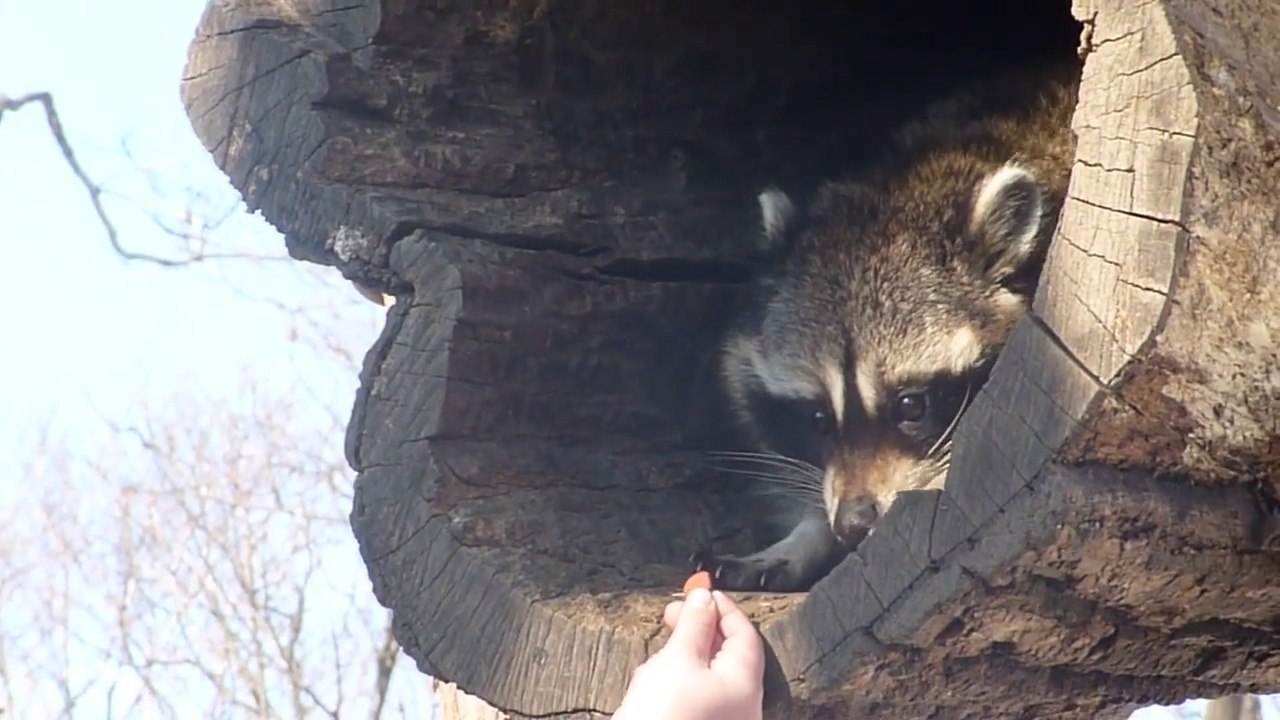 Un raton laveur très timide mais trop mignon