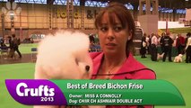 Bichon Frise - Best of Breed - Crufts 2013