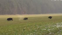 Polowanie na dziki z Łajkami. Collective boar hunting with dogs Poland, Krasnystaw