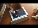 LOL Funny Compilation   Funniest Cat Compilation Ever   Funny Animals   Funny Animal Videos