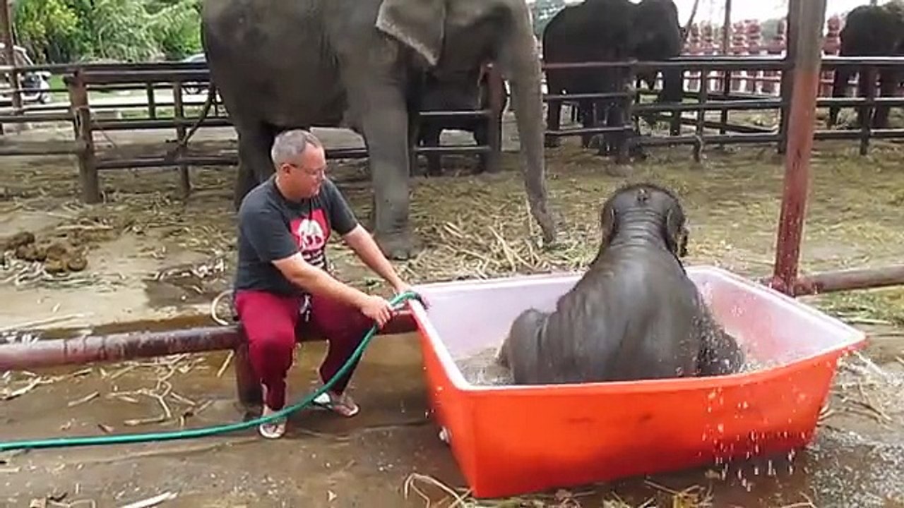 Cet éléphanteau s'amuse comme un dingue en prenant son bain !   ATTACHANT  !