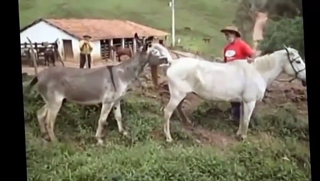 LOL HOT animal mating 2015 funny dogs Part 13