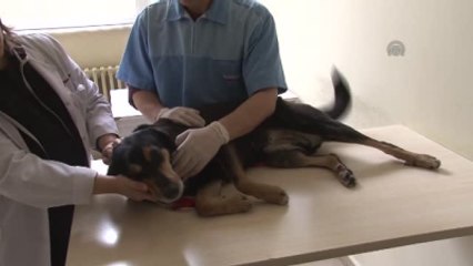 Sahiplerinden Ayrılan Hayvanlar Depresyona Giriyor"