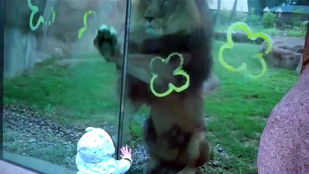 baby VS lion-funny video baby accidents-best funny videos babies - Son Çıkan Haberler - So