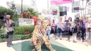 2 million dollar pet lion