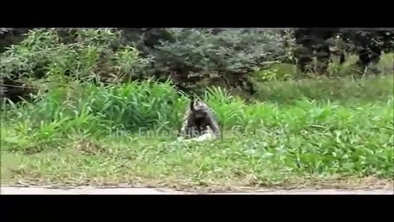 Leopard Kill Crocodile -