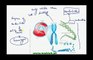Class 12 -Biology-Genetics-Lec1-Introduction, Genes, Alleles and Gene Pool