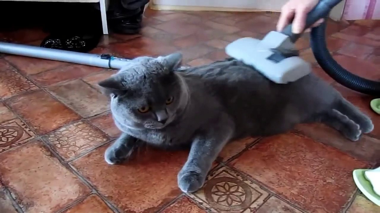 Забавная реакция кота на пылесос.