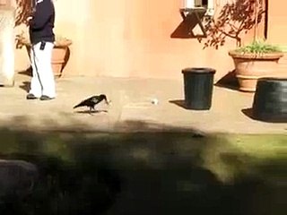 Crow Recycles If A Bird Can Do It So Can You(amazing videos)