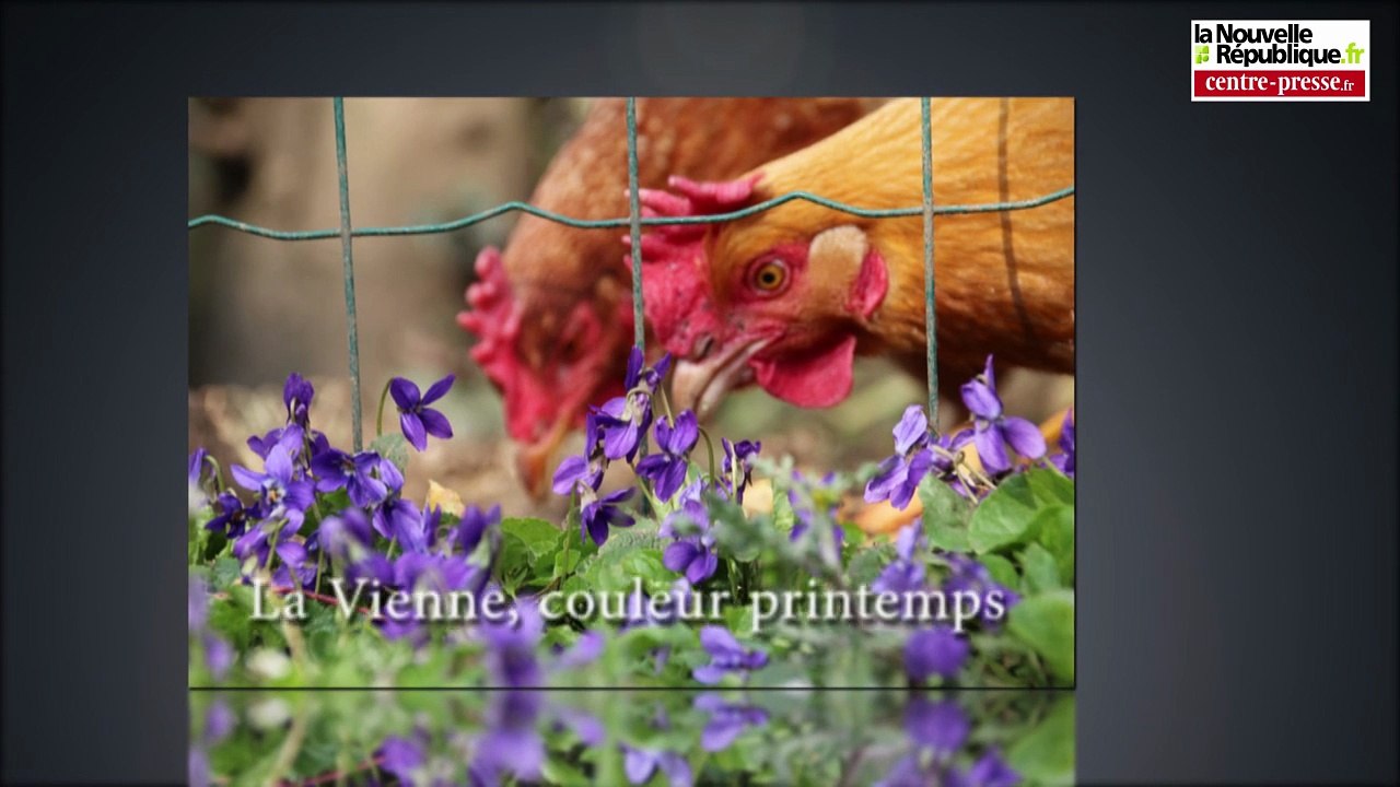 VIDEO. Le printemps dans la Vienne