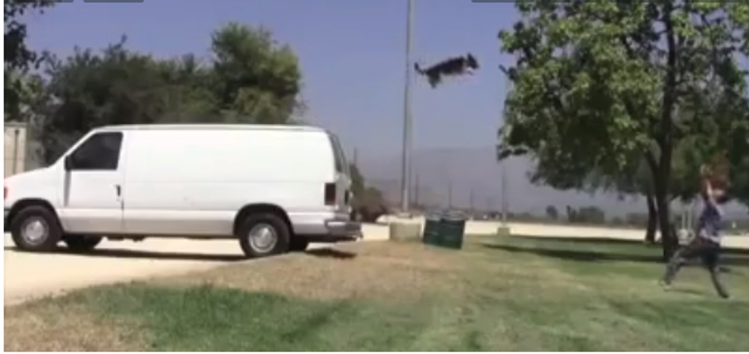 most intelligent genious dog in the world i bet you never seen this type of clever and trained dog share plz