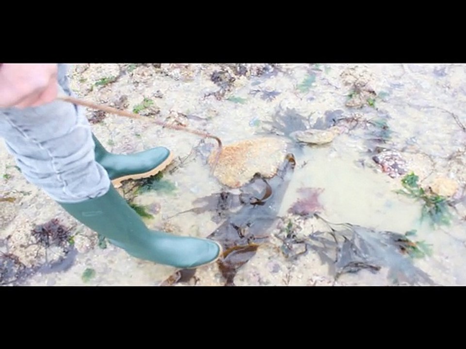 Marée du siècle Pêcheurs à pied à Luc sur mer