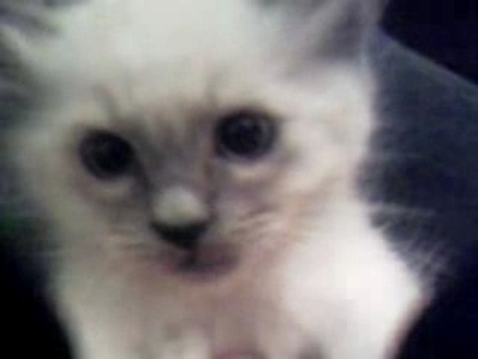 PSG cat en mode ultra