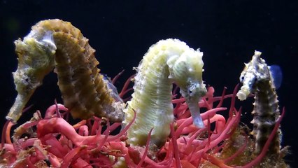 seahorse having babies then mating-Deniz Atı Doğumu