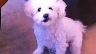 Molly the Bichon Frise begging for milk!