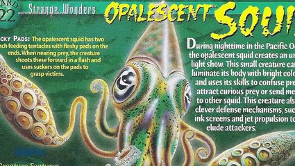 Squid Attack Caught On Camera