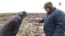 Grandes marées : une aubaine pour les pêcheurs à pied