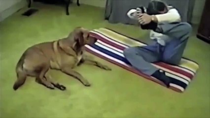 Elle veut faire du yoga , son chien lui montre comment faire ...