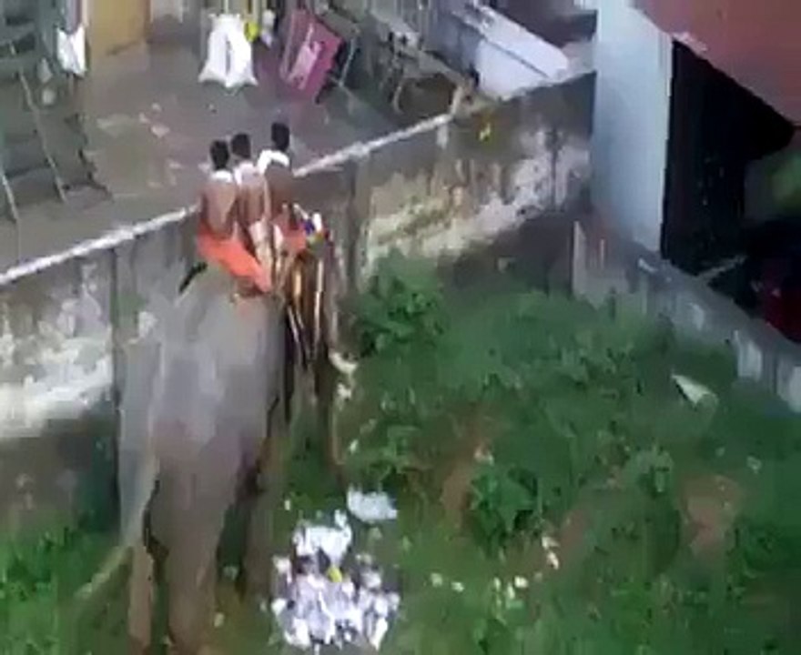 angry ejephant must watch