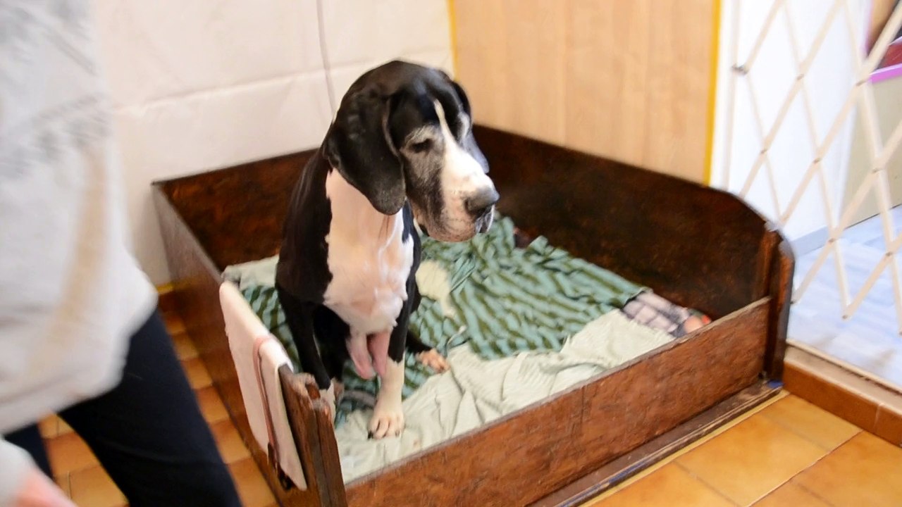 Femelle Dogue Allemand contente de retrouver ses bébés