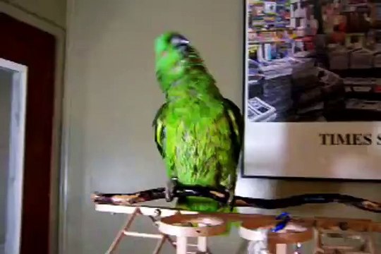 Parrot Singing a Song In English