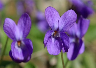 La nature se réveille : vive le printemps !