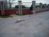 cat failed to catch bird and showed disappontment on road - funny