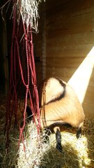 LA MINI CHEVRERIE DE SISCO : DES BB CHEZ LES BIBIS 2015