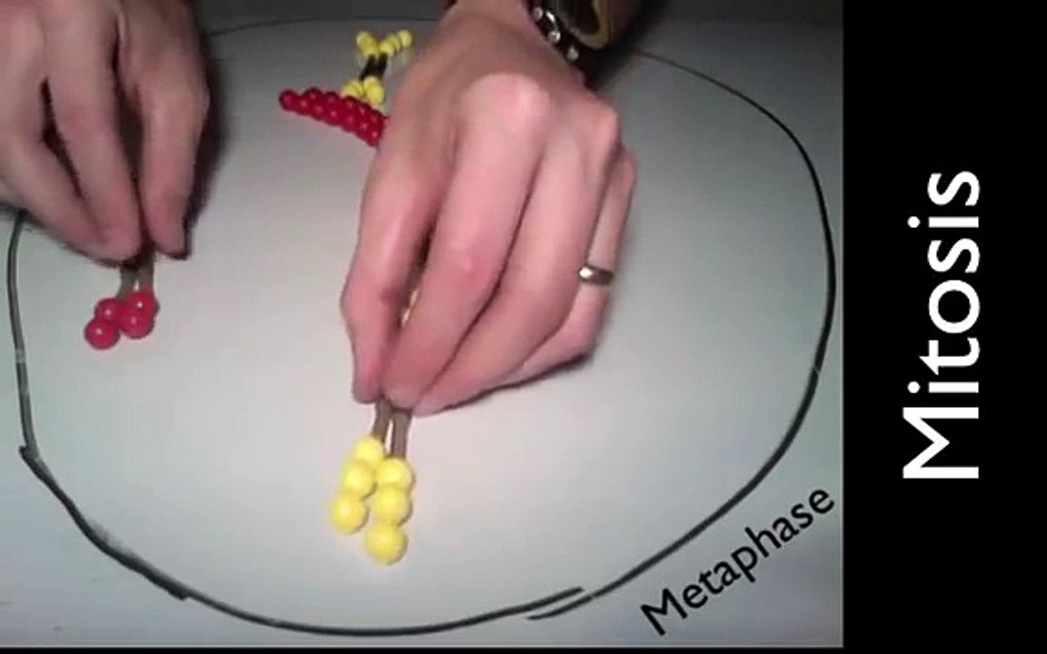 Mitosis and Meiosis Simulation