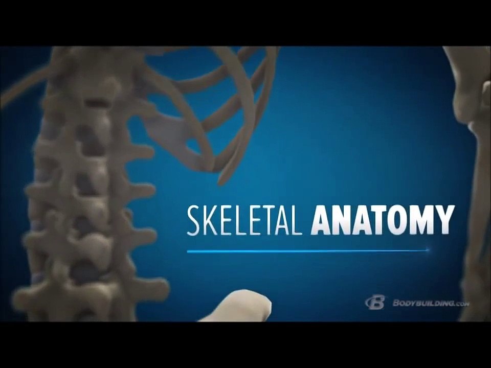 Built by Science - Anatomy, Biomechanics, & 6 Week Training Program - Back - Bodybuilding.com