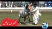 Dancing Horses 23rd March Azm-e-Pakistan Parade