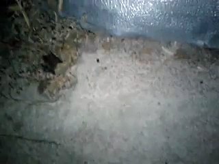 Gece Karanlığında kameraya takılan yarasa