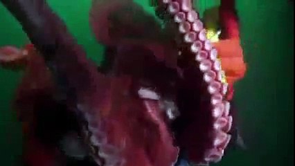 Animal Planet | Discovery Channel | Wild Life Documentary 2015 | National Geographic Wildl